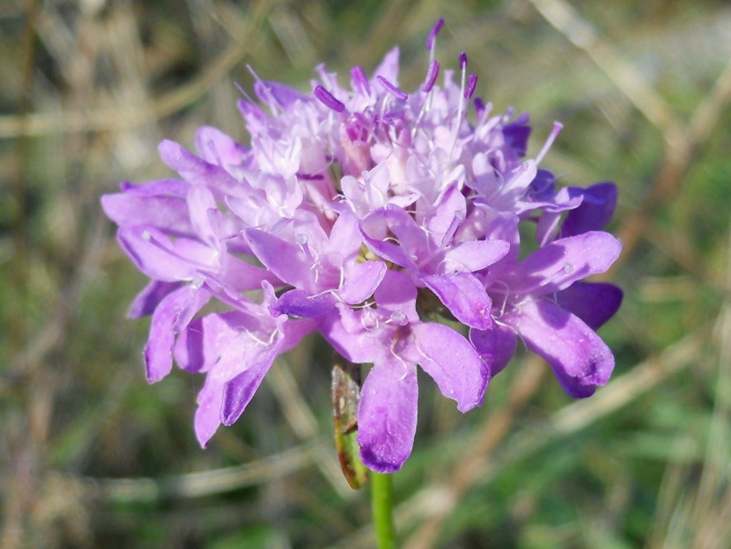 Sixalix atropurpurea